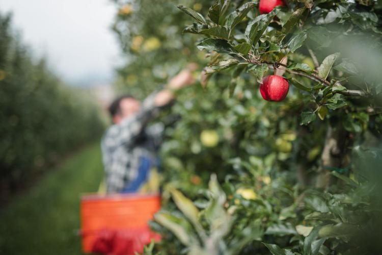 Äpfel pflücken im Spätsommer