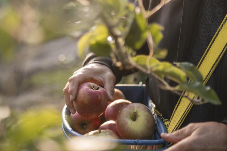 Äpfel klauben im Herbst