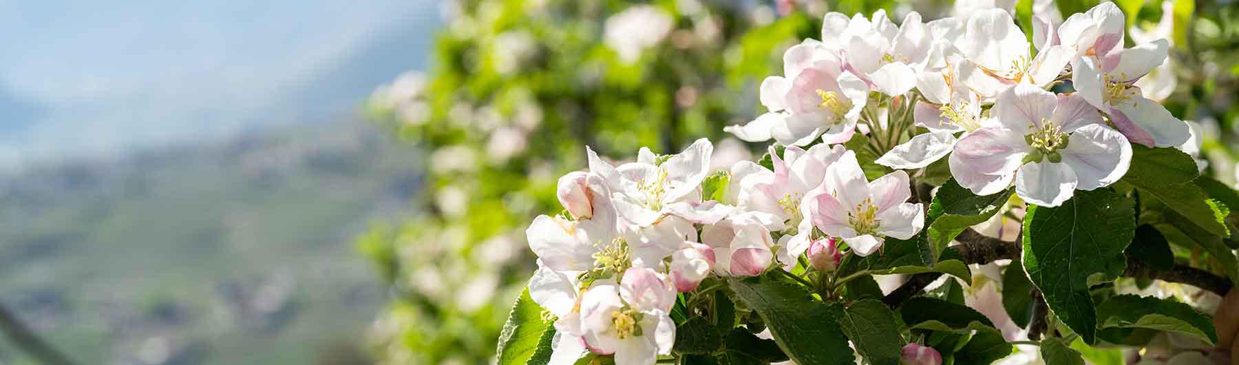 Apfelblüte in Schenna