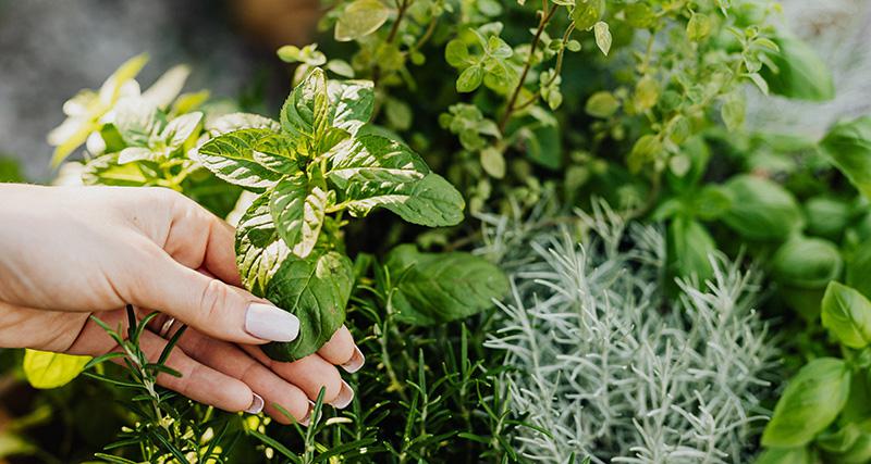 Erbe aromatiche dell’orto (rosmarino, basilico, origano)