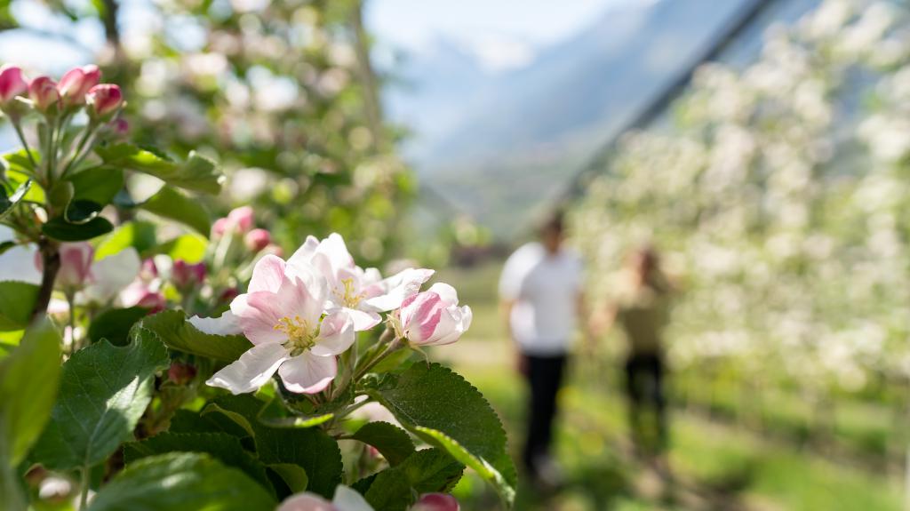 Apfelblüte in Schenna erleben